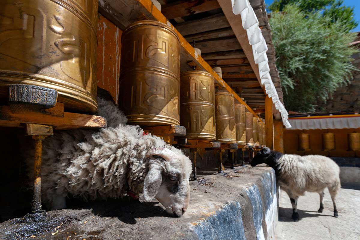 Drepung Monastery Tibet